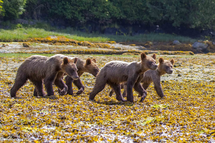 grizzly-bears-tide -rip-grizzly-adventures-vancouver-island-730x487