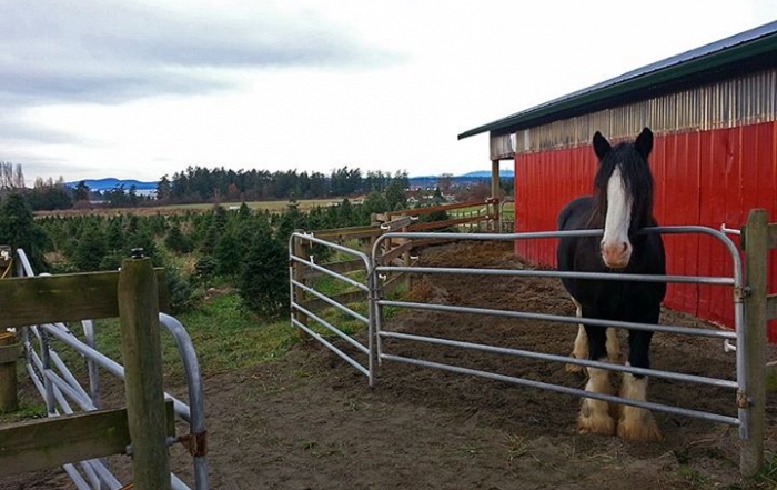 Jingle-Bell-Tree-Farm, Victoria, British Columbia, photo-by-Donald-Lovegrove