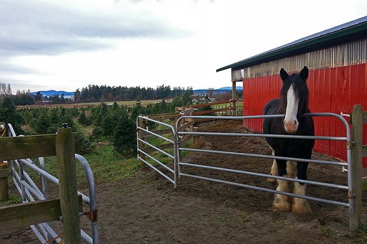 Jingle-Bell-Tree-Farm, Victoria, British Columbia, photo-by-Donald-Lovegrove