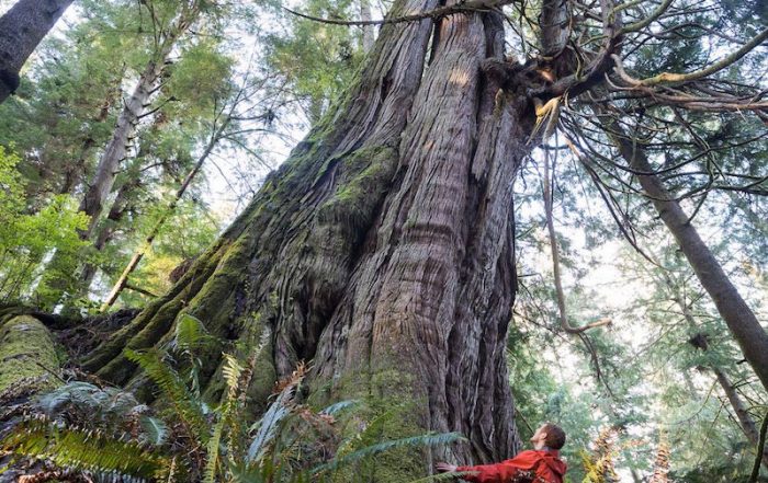 One of several monumental western red cedars located in Jurassic Grove, on southern Vancouver Island, British Columbia.