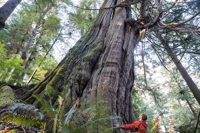One of several monumental western red cedars located in Jurassic Grove, on southern Vancouver Island, British Columbia.