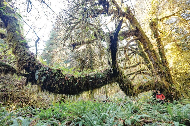 Bigleaf Maple Tree in in Mossome Grove, Port Renfrew, Vancouver Island, British Columbia, Canada