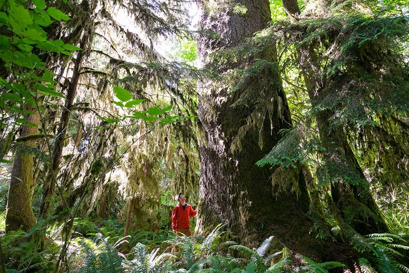 Giant Sitka Spruce in Mossome Grove, Port Renfrew, Vancouver Island, British Columbia, Canada