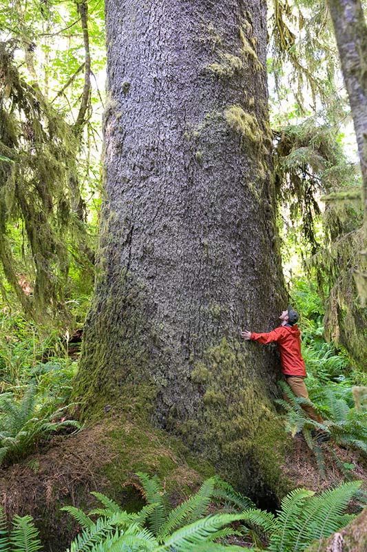 Mossome Grove, Port Renfrew, Vancouver Island, British Columbia, Canada