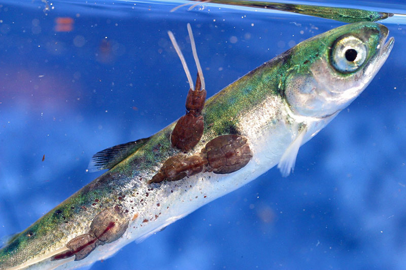 Open-netSalmon Farms ending in Norway but OK for BC? Young Pink Salmon with sealice infestation in the Broughton Archipelago, British Columbia. Photo Copyright: Alexandra Morton