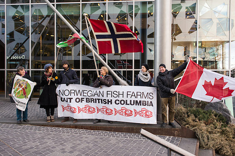 Open-net Salmon Farms ending in Norway but OK for BC? Clayoquot Action Tofino creating awareness in Norway.