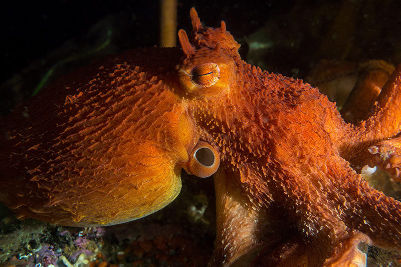 Giant Pacific Octopus: Opening Day and New Residents at Ucluelet Aquarium, Vancouver Island, British Columbia