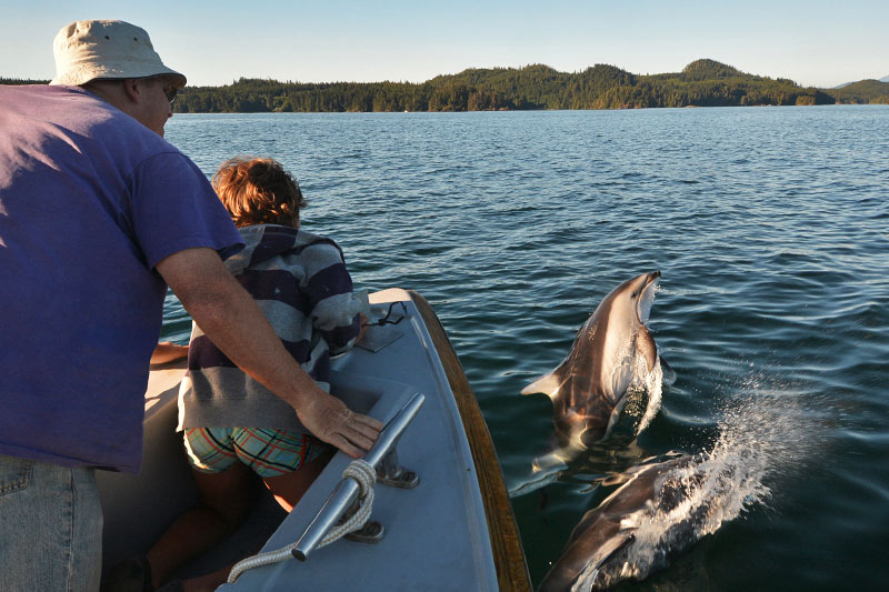 Bow-riding porpoises: Orca Dreams offers kayaking, whale watching and luxury camping on Compton Island, Blackney Pass, British Columbia