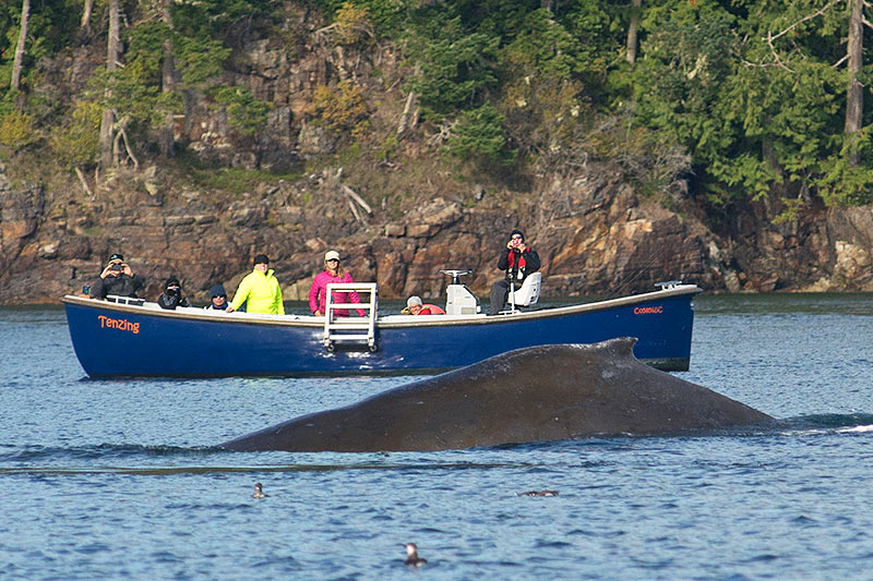 Watching a Humpback Whale: Orca Dreams offers kayaking, whale watching and luxury camping on Compton Island, Blackney Pass, British Columbia