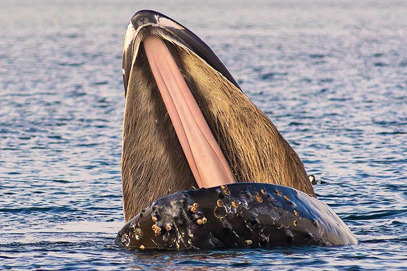 Humpback Whale feeding: Orca Dreams offers kayaking, whale watching and luxury camping on Compton Island, Blackney Pass, British Columbia