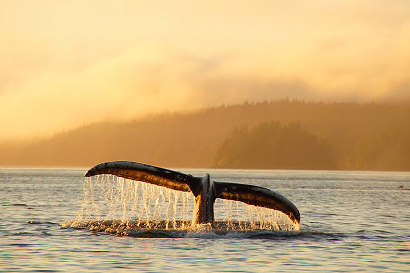 Humpback Whale Tail: Orca Dreams offers kayaking, whale watching and luxury camping on Compton Island, Blackney Pass, British Columbia