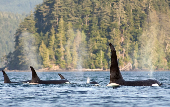 Killer Whale Pod: Orca Dreams offers kayaking, whale watching and luxury camping on Compton Island, Blackney Pass, British Columbia