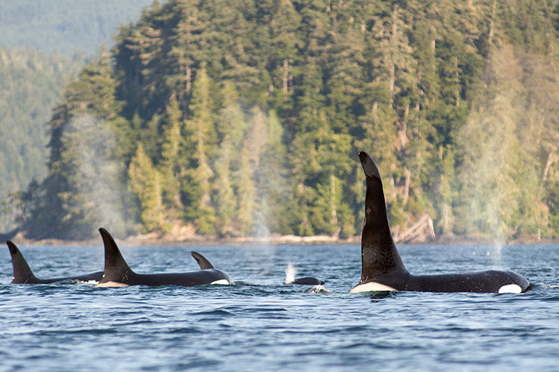 Killer Whale Pod: Orca Dreams offers kayaking, whale watching and luxury camping on Compton Island, Blackney Pass, British Columbia