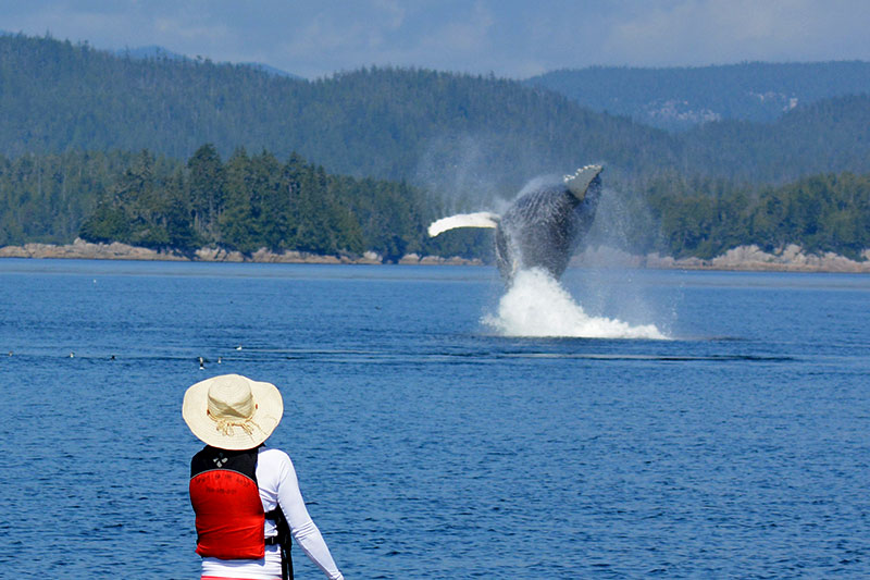 Stand-up Paddler watches a breaching Humpback Whale: Orca Dreams offers kayaking, whale watching and luxury camping on Compton Island, Blackney Pass, British Columbia