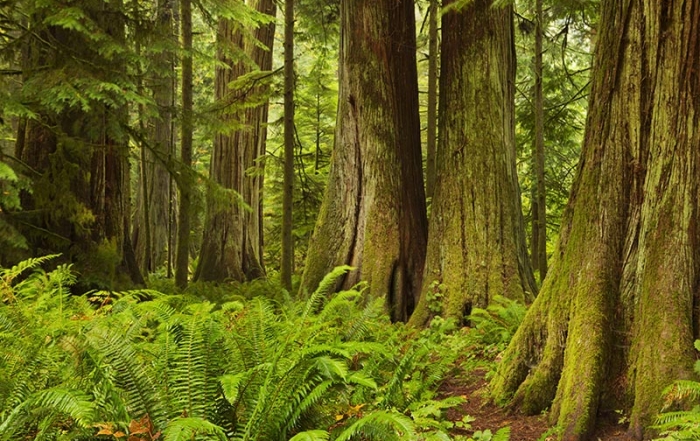 Cathedral Grove, MacMillan Provincial Park, Vancouver Island, British Columbia. Photo: BritishColumbia.com