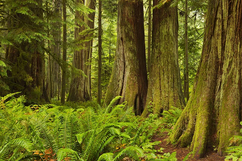Cathedral Grove, MacMillan Provincial Park, Vancouver Island, British Columbia. Photo: BritishColumbia.com