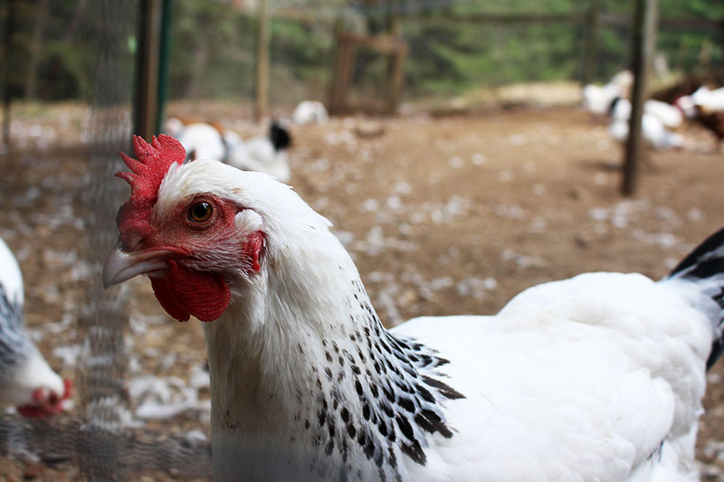 At the Market: A Day on Salt Spring Island, British Columbia, Canada