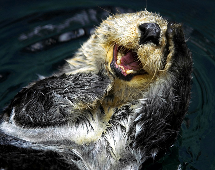 Sea Otter having a good old time on the West Coast of Vancouver Island, British Columbia, Canada