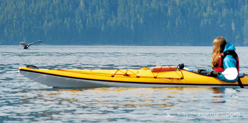 Humpback Whale and Kayaker, Spirit of the West Adventures kayaking expeditions to Johnstone Strait and Broughton Archipelago, British Columbia, Canada