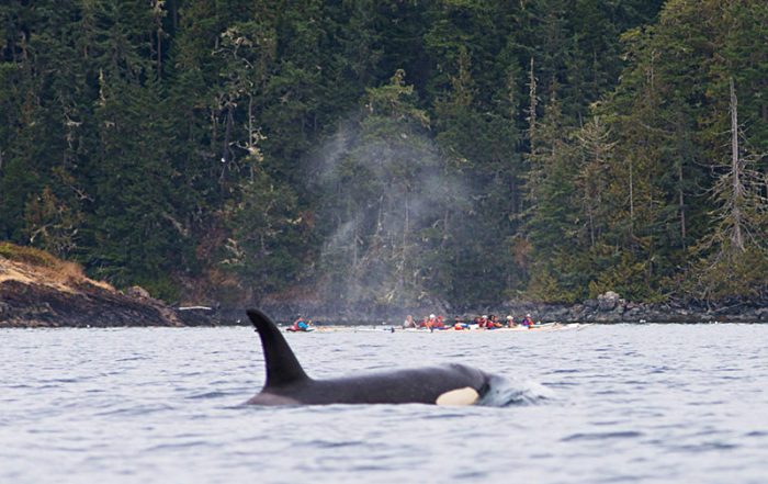 Spirit of the West Kayaking in British Columbia, Canada