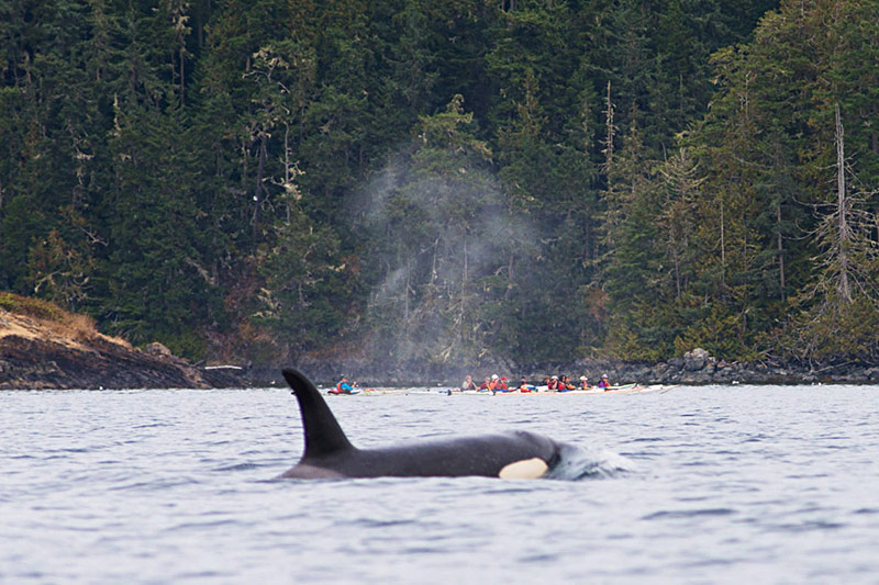 Spirit of the West Kayaking in British Columbia, Canada