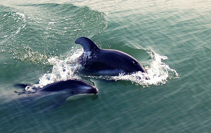 Whale Watching with Steveston Seabreeze Adventures, Richmond, Greater Vancouver, British Columbia