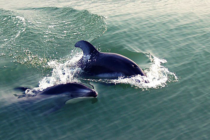 Whale Watching with Steveston Seabreeze Adventures, Richmond, Greater Vancouver, British Columbia