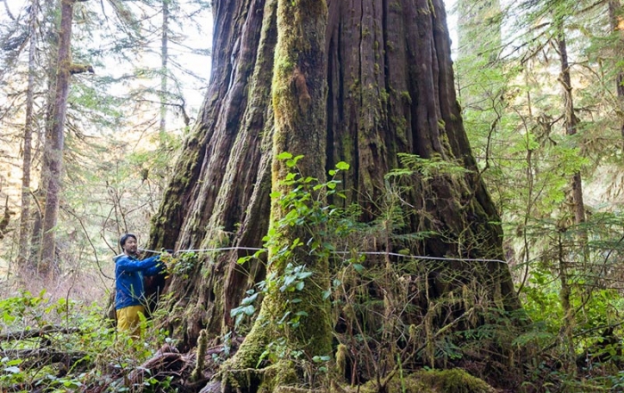 The Tolkien Giant of the Central Walbran Valley, Vancouver Island, British Columbia