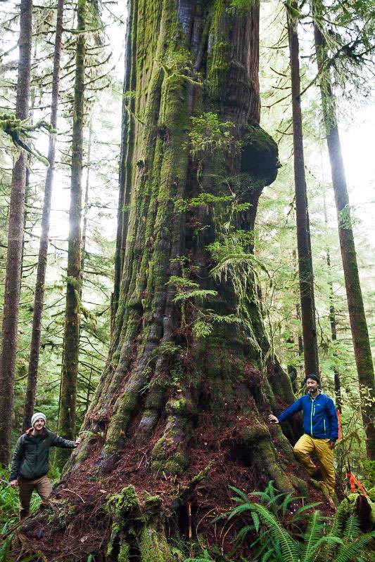The Karst Giant of the Central Walbran Valley, Vancouver Island, British Columbia