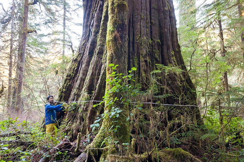 The Tolkien Giant of the Central Walbran Valley, Vancouver Island, British Columbia