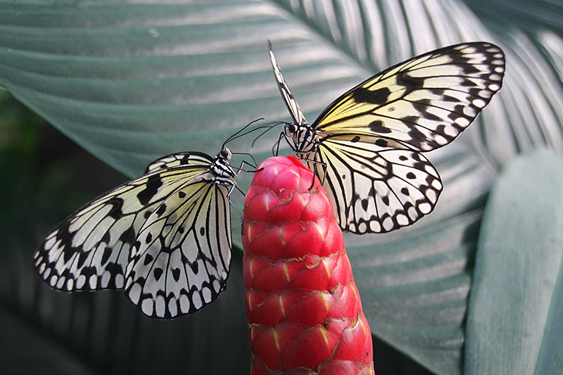 White Tree Nymph at Victoria Butterfly Gardens, Brentwood Bay, Victoria, Vancouver Island, British Columbia