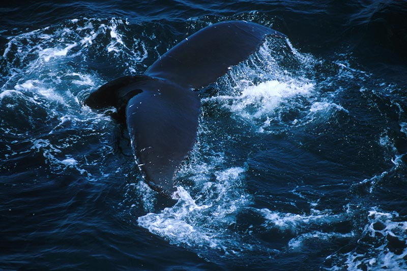 Gray Whale: Whale Watching, Vancouver Island, British Columbia, Canada