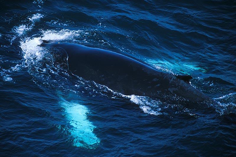Humpback Whale