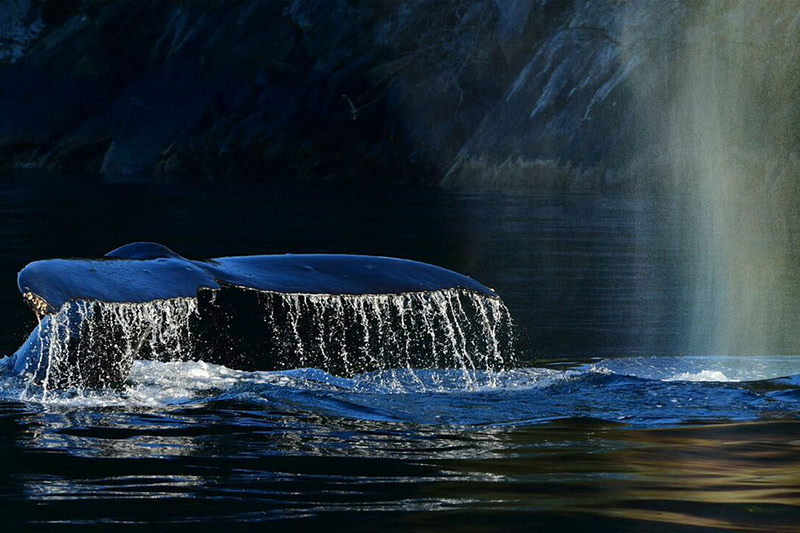 Whales, Wilderness and Glamping in British Columbia with Spirit of the West Adventures