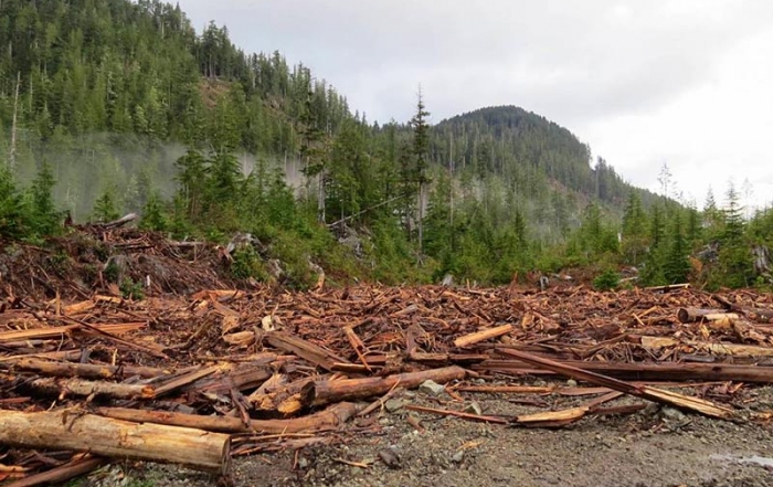Why Vancouver Island's Walbran Valley rainforest matters: British Columbia, Canada. Worksite in the Walbran Valley, Torrance Coste, Sierra Club BC