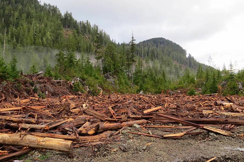 Why Vancouver Island's Walbran Valley rainforest matters: British Columbia, Canada. Worksite in the Walbran Valley, Torrance Coste, Sierra Club BC