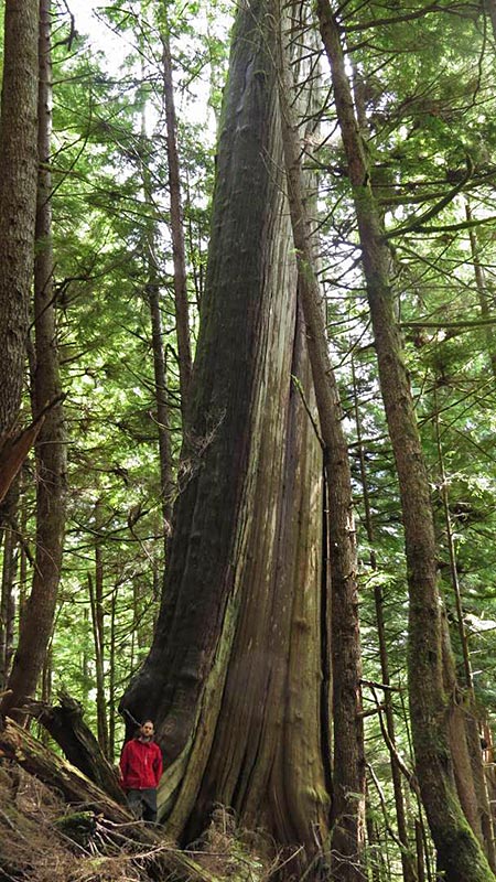 Why Vancouver Island's Walbran Valley rainforest matters: British Columbia, Canada. The Leaning Tower Cedar, Torrance Coste, Sierra Club BC.