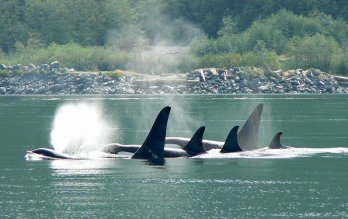 Wildcoast Adventures Kayak Tours & Vacations, British Columbia