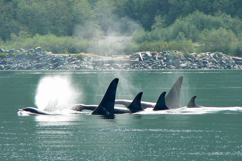 Wildcoast Adventures Kayak Tours & Vacations, British Columbia
